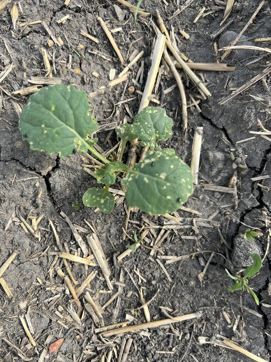 Brandi21917197's tweet photo. Why?! Stupid Flea Beetles #canolasucksthisyear #itsslow https://t.co/SMJ8s9LNe9