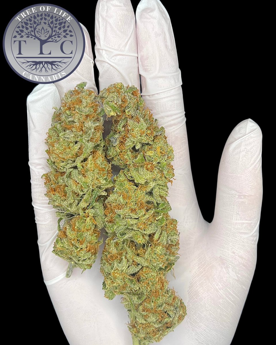 Blueberry🫐 #livesoil #organic

•#michigan #micanna #livesoil #livingsoil #recreational #organic #recreationalcannabis #blueberrycanna #blueberrycannabis #blueberrystrain #organics #livesoilorganics #michiganorganics #organiccanna #craftcanna #michigancraft #cannami #micanna