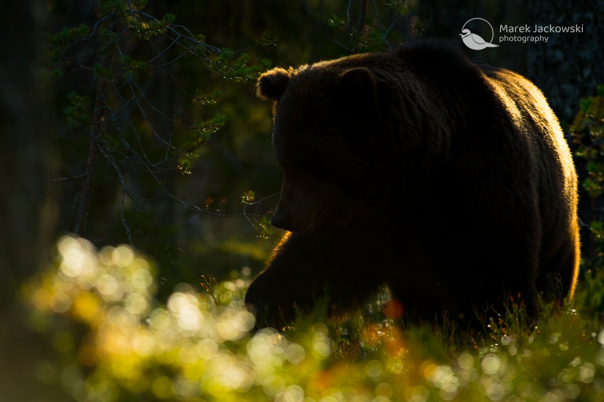 Brown bear - Finland

#MarekJackowski #BrownBear #Animal #Bird #Finland
#birds #photography #naturephotography #naturelovers #wildlife #birdsofinstagram #nature
#birding #birdphotography #animal #wildlifephotography #animals