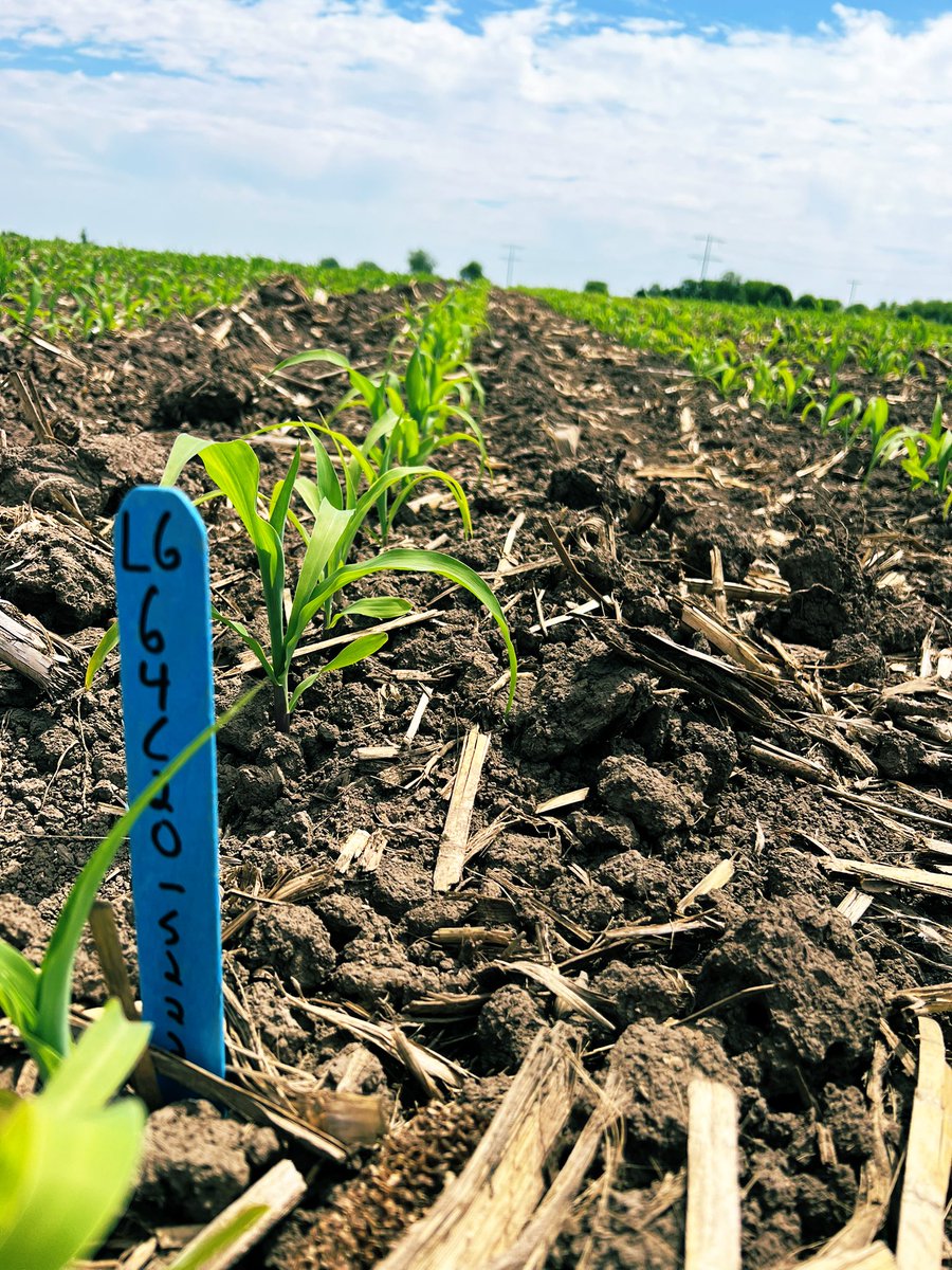 With planting wrapped up, it’s a perfect day evaluate the new <a href="/LGSeeds/">LG Seeds</a> products releases. Even though it’s early, hybrids differences are really showing up during this flash drought. Be interesting if it makes a difference come this fall. These were some of the standouts.