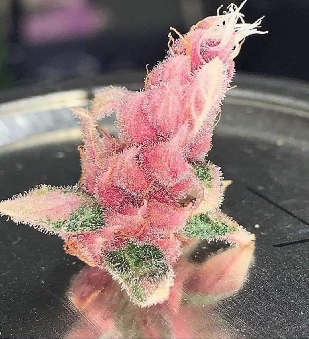 STONERS R US 🍃 tweet media