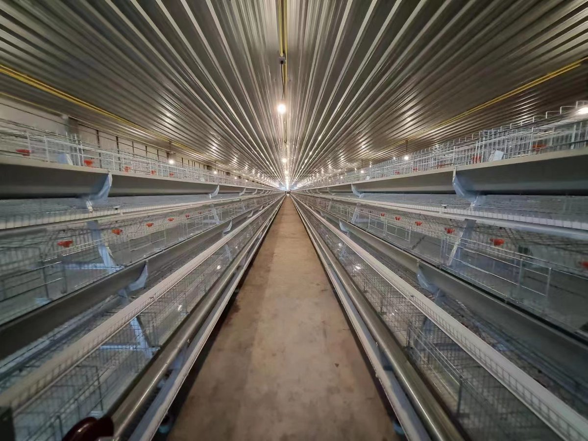 Congratulations on the successful completion of our another overseas project:A type cage for layer chicken。see the following link to know more :
linkedin.com/posts/maggie-l…

#poultryequipment #chickencage #layercage
#chinesemanufacturer #highquality #Automatic1111