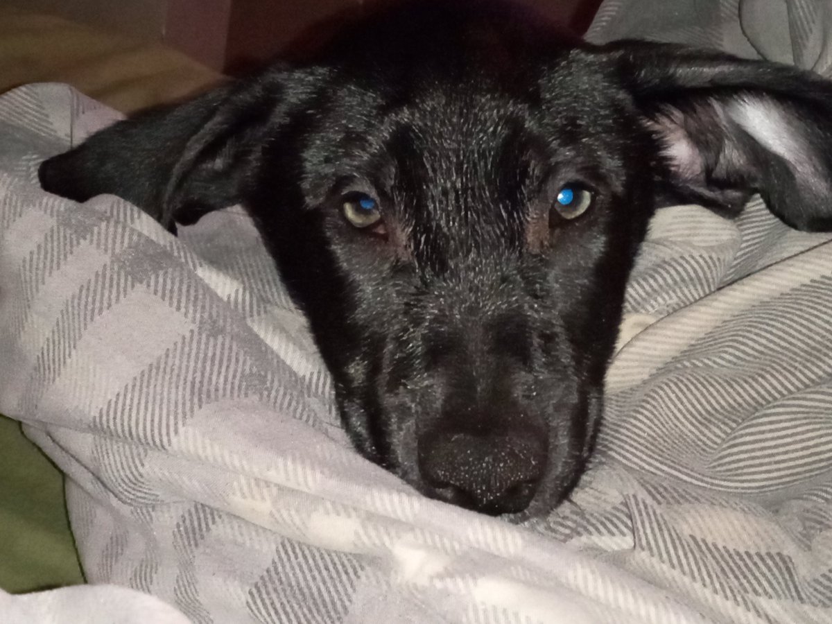 CyopeckAlysha's tweet image. Almost lost My baby boy due to him being sick and refusing to eat he  is slowly recovering due to me having to force feed him chicken broth to help him rebuild his appetite slowly and he is doing good so far  please pray for him he needs all the prayers #puppymom #puppies