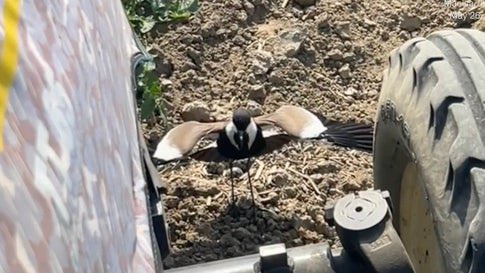 Tiny Bird Vs. Huge Tractor From The Weather Channel iPhone App weather.com/science/nature…