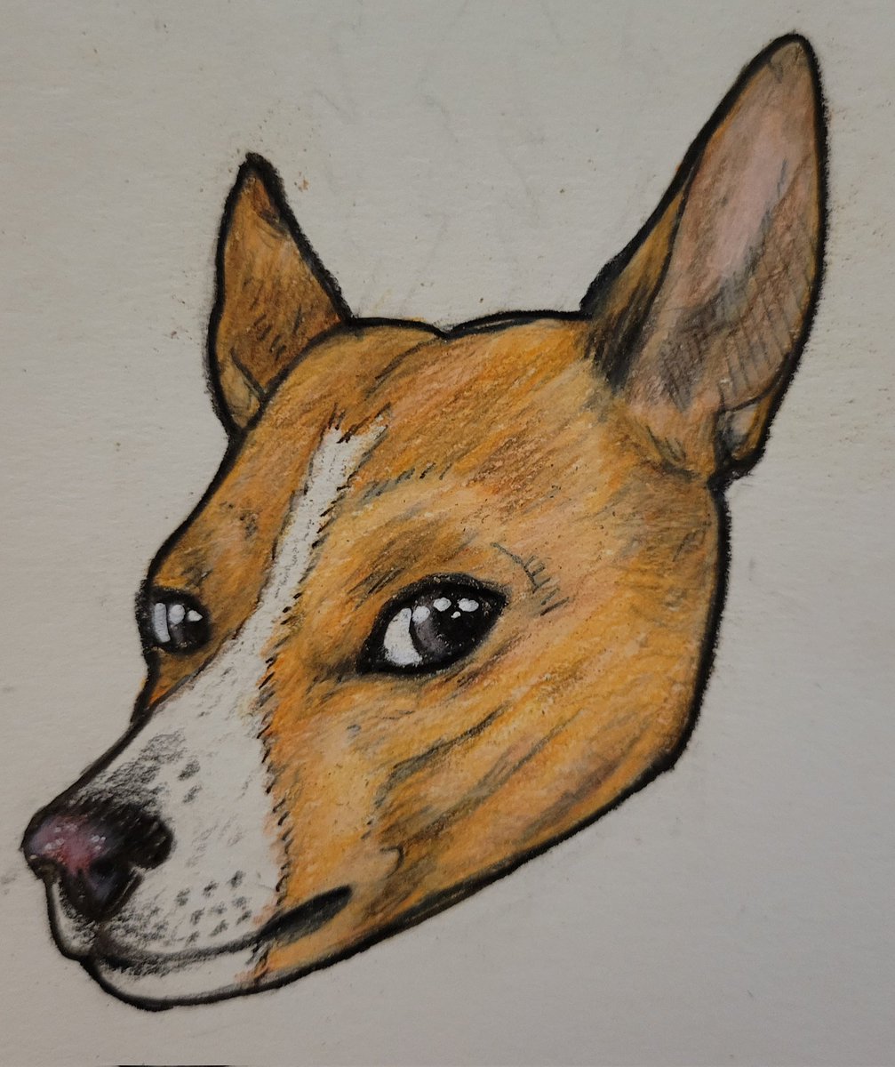 Ruby will be a sticker #basenji. Final order in. After much medical debauchery.
