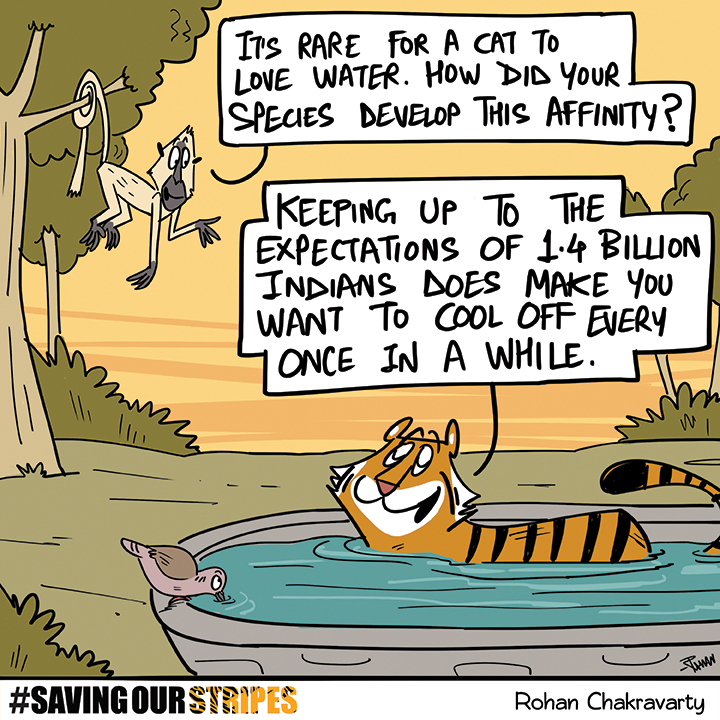 The real reason why tigers love water 😀

Concluding cartoon for my 'Tigertoons' series with @timesofindia 
 savingourstripes.timesgroup.com/ProjectTiger 
#tigers #tigerconservation #projecttiger  #greenhumour #cartoons #india #wildlife #nature #Savingourstripes #summer