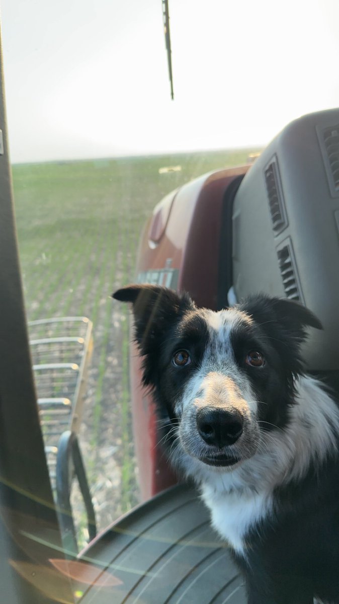 Loves a good sprayer ride 🐶
