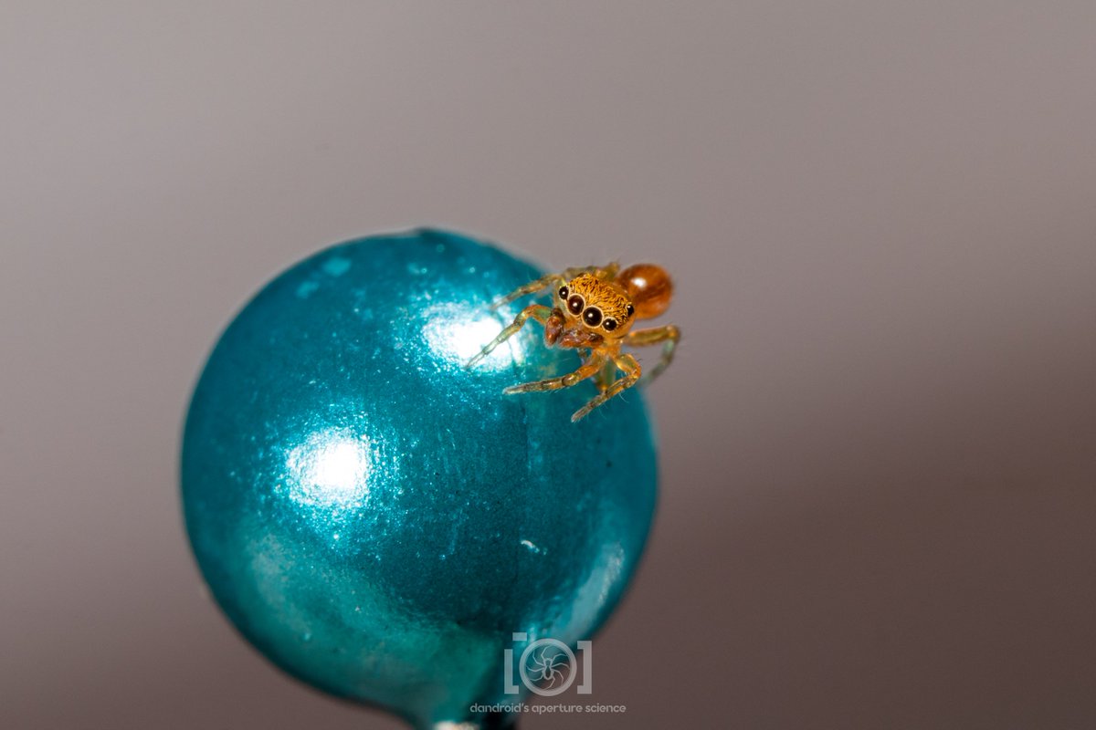 apsciencebydan's tweet photo. Consider: the smallest salticid (smol-ticid) you'll never see

He's neonella vinnula, and an adult male (see the tiniest chonky palps). This is as big as he'll get. 🥹
He's going back to his leaf litter hunting tomorrow. The laddiest lad. 🤎
5/31/23. N. Florida https://t.co/edU2XE9JNL