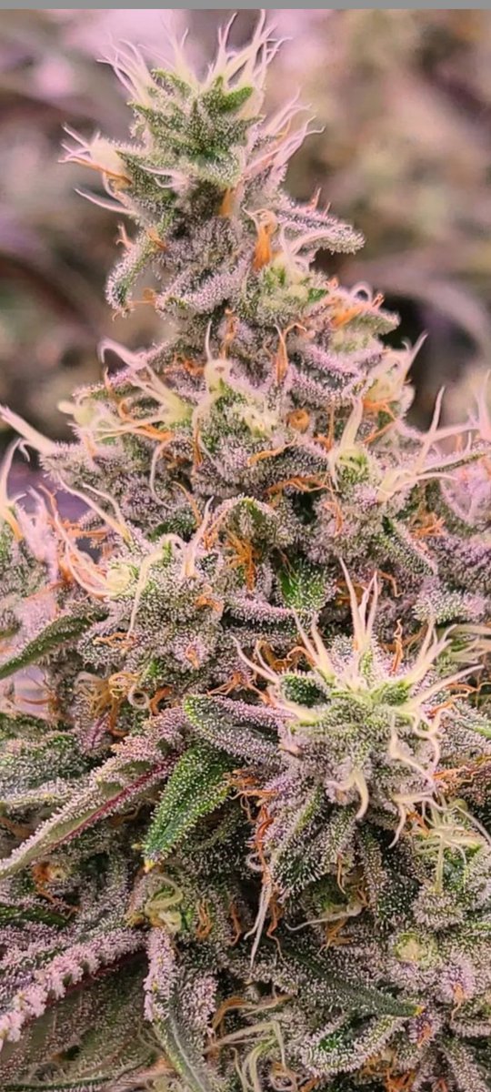 Pomelo Skunk...a BC exotic...open a bag...smack you in the nose...coming to BC retailers in July. #thenoseknows 
<a href="/VicCannabisCo/">The Victoria Cannabis Company</a>