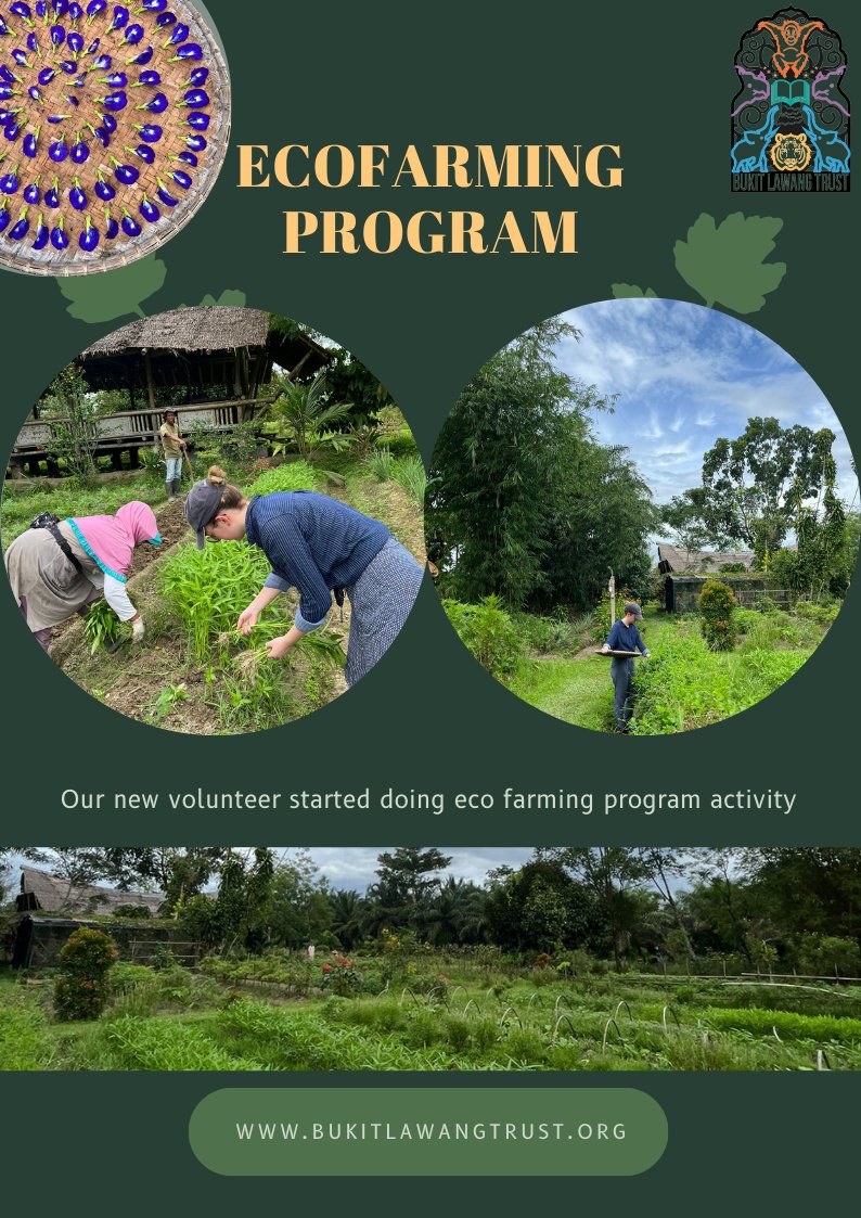 Our new volunteer started doing eco farming program. Learn how to harvest, to plants, and how to take care of the plants.

#ecofarming #farming #organicfarm #ngo #agriculture #conservation