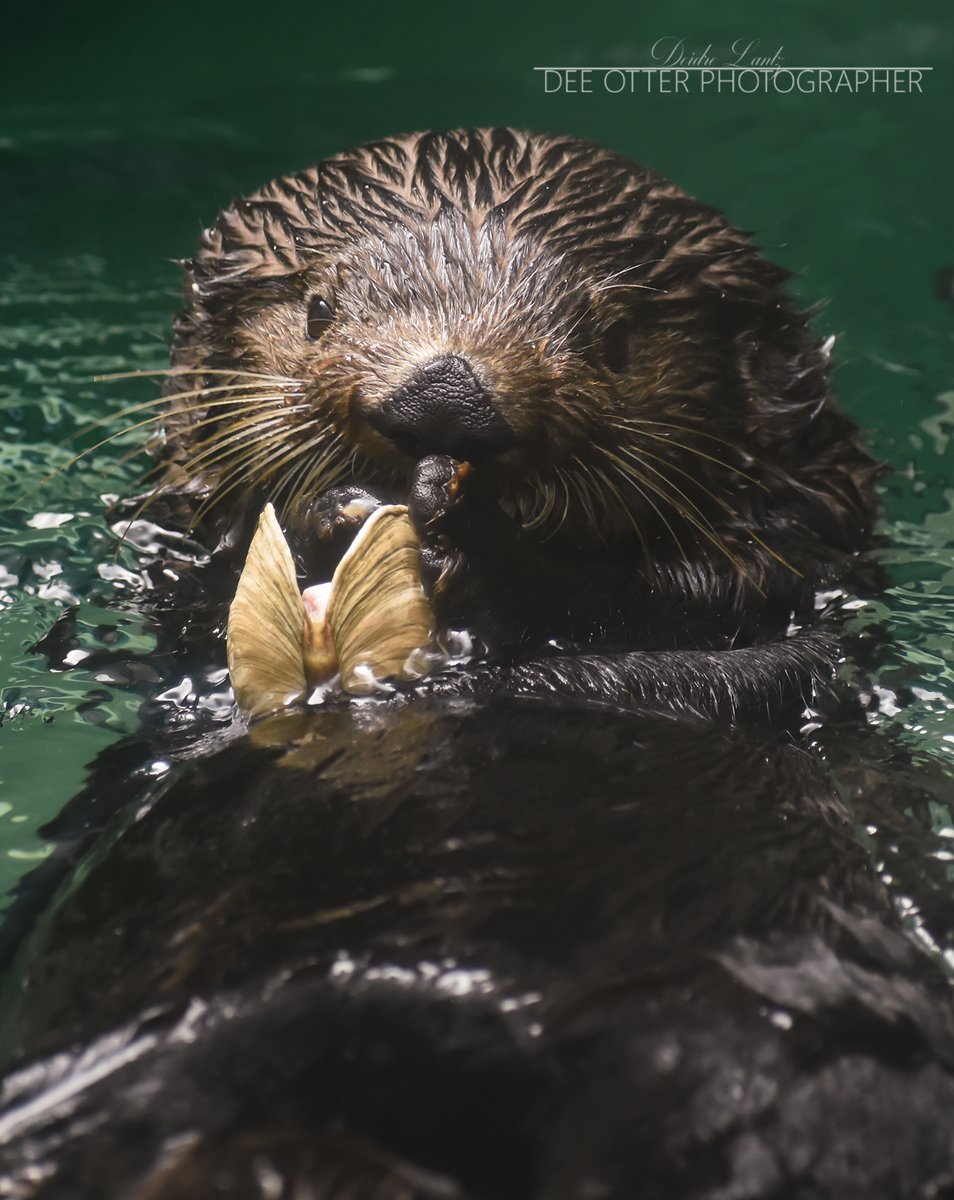Sea otter enjoying a clam at the @SeattleAquarium #WorldOtterDay