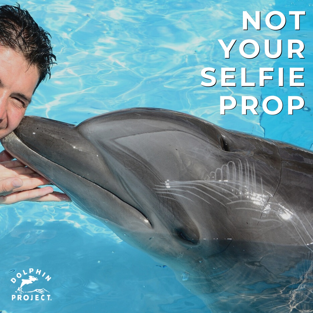Dolphin_Project's tweet photo. Are photo-ops kissing dolphins really worth subjecting them to an entire life in a tank? Absolutely not. If you agree, #TakeAction with us and become a #DolphinDefender! Everything you need to get started can be found at https://t.co/e3mFFmm4DQ 🐬
#DolphinProject https://t.co/hRlKVPMpf2