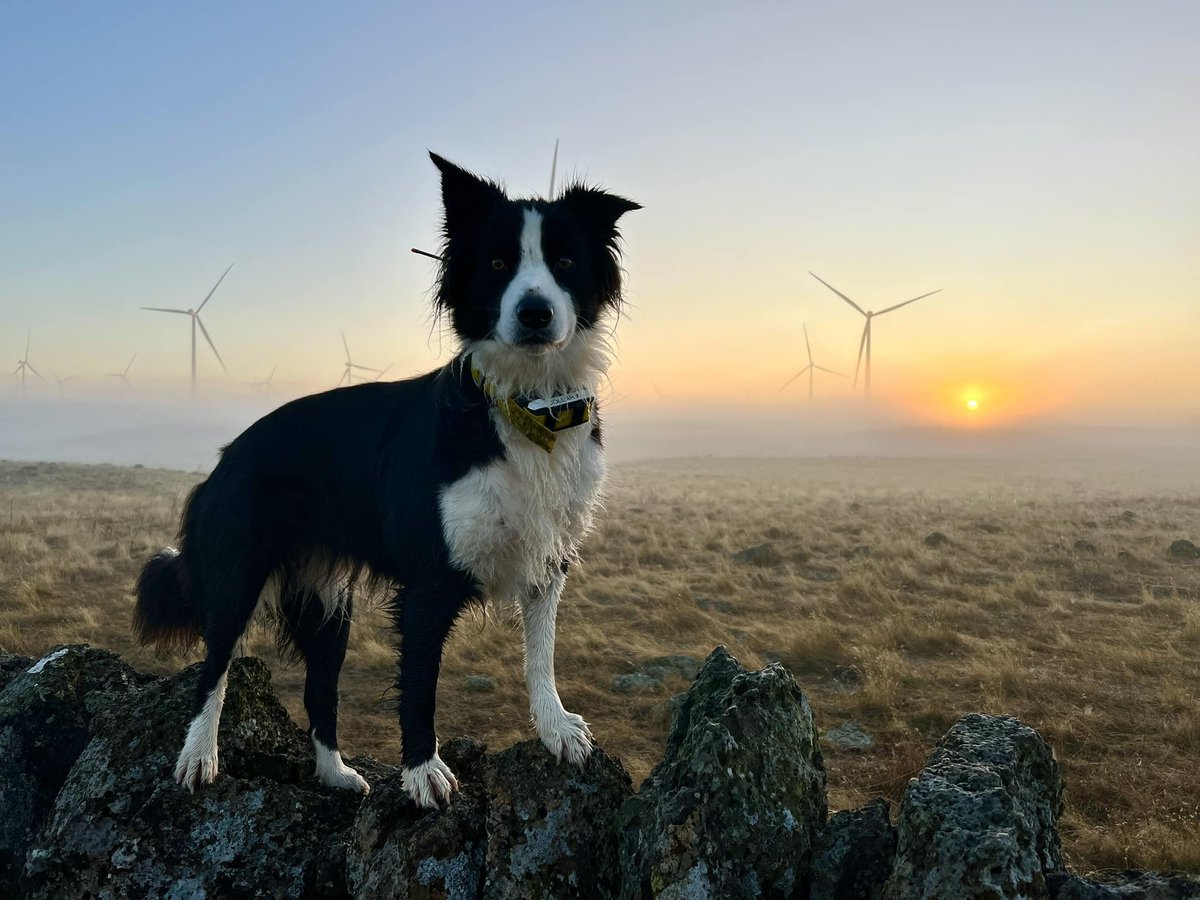 🦇Late April saw the end of our 3 mth bat survey season & we crunched some numbers (approx vals): - Total Turbines Searched: 555 - Total Area Covered: 1,510 ha - Total Survey Time: 405 hrs Phew... 😅 Huge thank you to all those involved, and especially our super team of dogs 💕