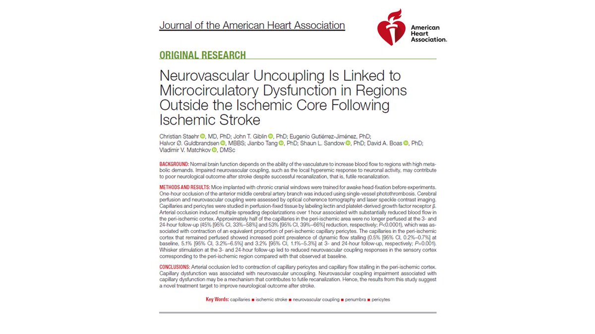 I’m beyond thrilled to announce the publication of our new paper in <a href="/JAHA_AHA/">JAHA</a>: ahajournals.org/doi/10.1161/JA….
We show that #stroke➡️#pericyte contraction &amp; capillary stalling➡️neurovascular uncoupling in the peri-ischemic cortex. #Penumbra.
Here's a🧵summarizing our key findings (1/6):