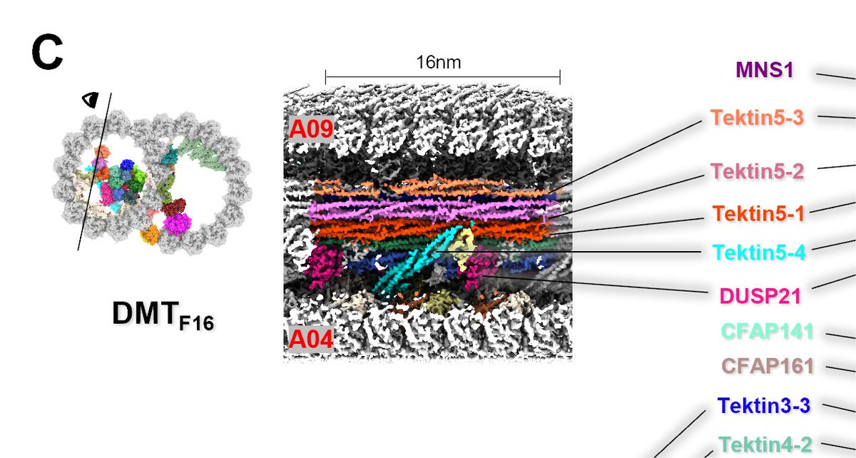 Check out our latest progress on DMTs from mouse sperm using cryo-FIB & ET which reached 4.5 Å resolution in situ! We identified Tektin-5s as important member of the Tektin bundles to reinforce the stability of A-tubule of DMT. #teamtomo
biorxiv.org/content/10.110…