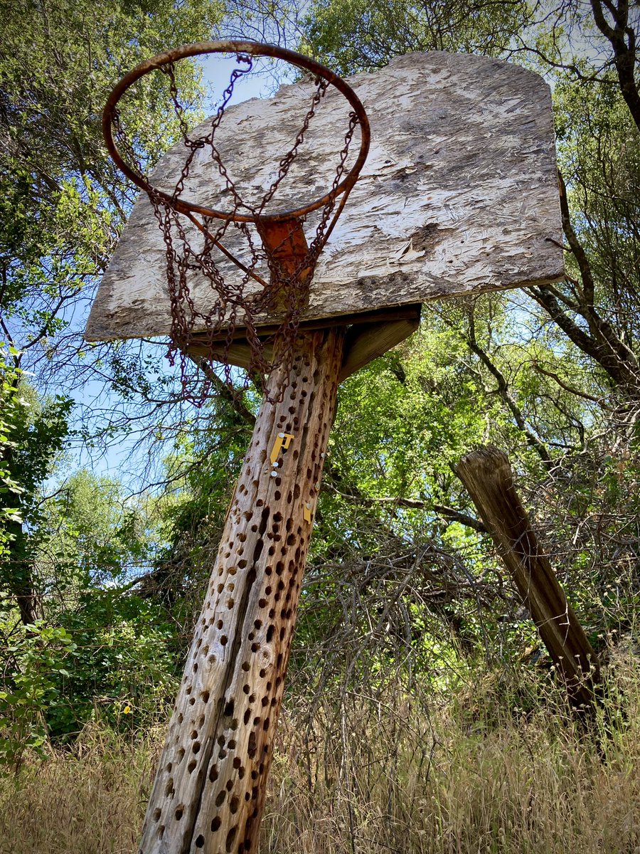 rose_diamond10's tweet photo. Day 31
Obligatory Basketball Hoop
Not AR May
Itβs been so fun! Thanks @Sn3ak3r_Fr3ak3r @NC42885118 @sevensevenok for all the love π
Community is where you find it π
#PokemonGoWalks #May2023Photos #Photography #APhotoInMay #Moments #Photos #PhotoChallenge #HearUsNiantic https://t.co/bRYAbK2Ot3
