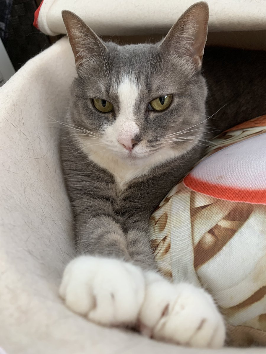 niche_radio's tweet photo. スプラやりたいけど仕事だよ。
昨日は疲れて寝ちゃったよ。
#うちの子きゃわー #ねこ https://t.co/yvwJjeWNQI