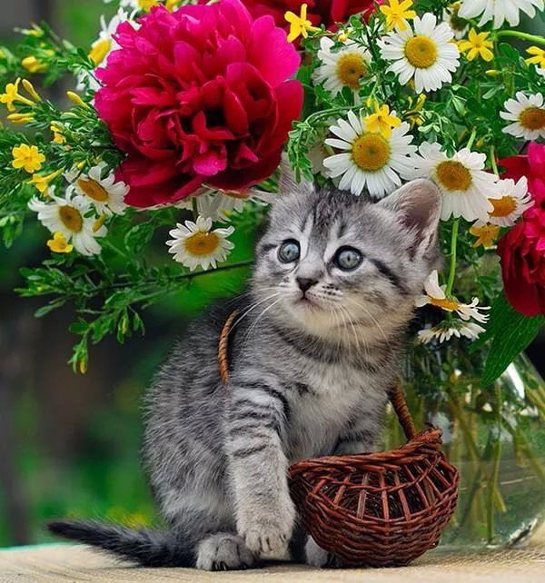 🍃🌹🍃🌹🍃🌹🍃🌹🍃🌹🍃🌹🍃

          🌹 Happy new month 🌹

#WelcomeJune 🍃 #animallover 🐱
#SummerVibes 🌞 #CatsOfTwitter 🐈
#June 🐞

🍃🌹🍃🌹🍃🌹🍃🌹🍃🌹🍃🌹🍃