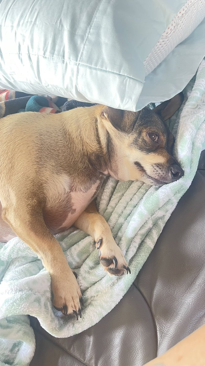 @reconwhispers I shrunk a 4.3 cm mast cell tumor in my chiweenie with 50mg a day RSO & tinctures and topicals. You have to do the math & give with meals. I’m not a vet, but it worked for Joey!
