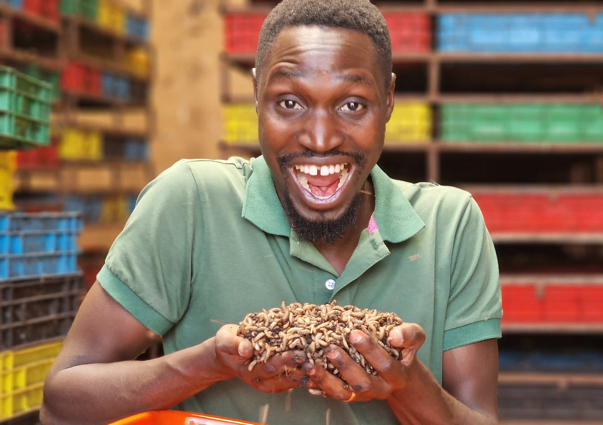 Did you ever imagine MAGGOTS can be farmed as chicken feed! And Yes, the chickens LOVE IT. 
.
#farmup #farming #drdaniel