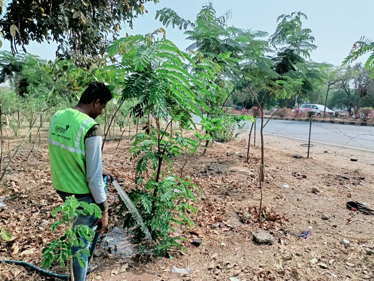 Catchfoundatio1's tweet image. This allows not only plants to get sufficient water for survival but also for the soil to maintain moisture. These activities are scheduled and executed by the Catch Foundation's on-ground committed team.  

#watering #plant #denseforest #urban #miyawaki #trees #teamwork #summer
