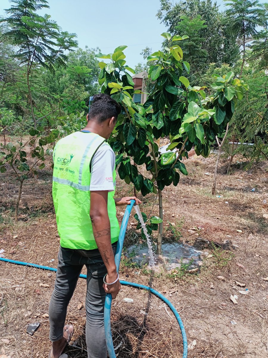 Catchfoundatio1's tweet image. This allows not only plants to get sufficient water for survival but also for the soil to maintain moisture. These activities are scheduled and executed by the Catch Foundation's on-ground committed team.  

#watering #plant #denseforest #urban #miyawaki #trees #teamwork #summer