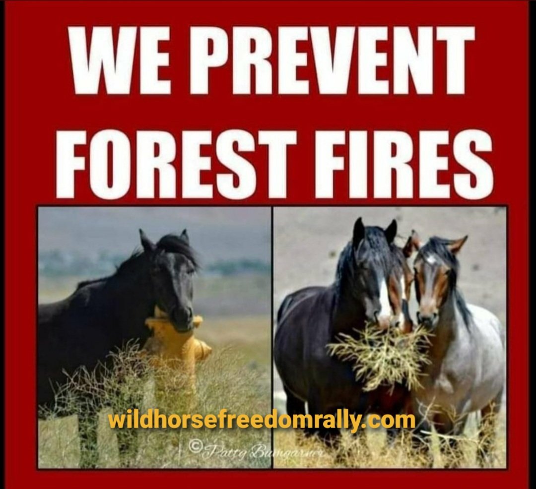 @SecDebHaaland Both our essential wolves & native mustangs prevent wildfires. 
#RelistWolves #StoptheRoundups #StoptheSlaughter #ReturnOurMustangs #Essential #Native #WildfireAwarenessMonth #Wildfires #WildfirePrevention