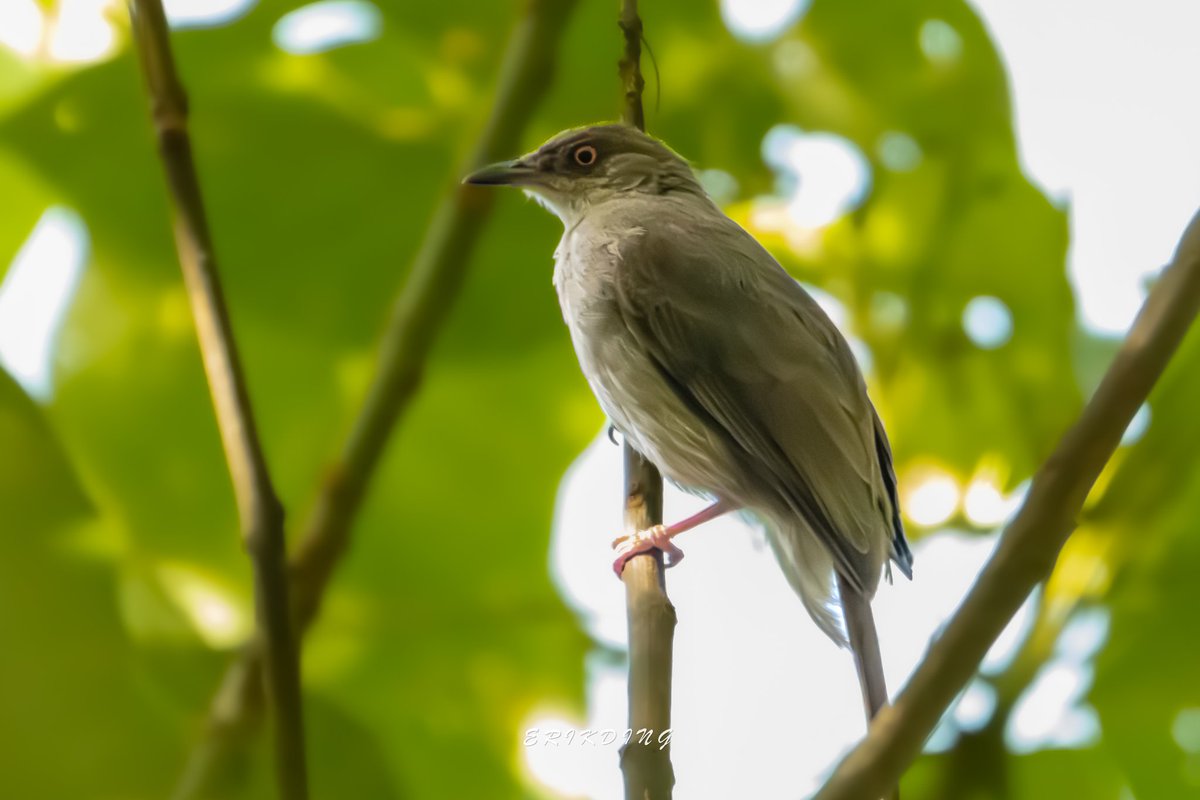 #RedEyedBulbul

#birds #birdwatching #bird #nature #birdphotography #birdsofinstagram #wildlife #naturephotography #birding #wildlifephotography #birdlovers #photography #naturelovers #birdstagram #birdlife #canon #animals #bestbirdshots #photooftheday #BBCWildlifePOTD