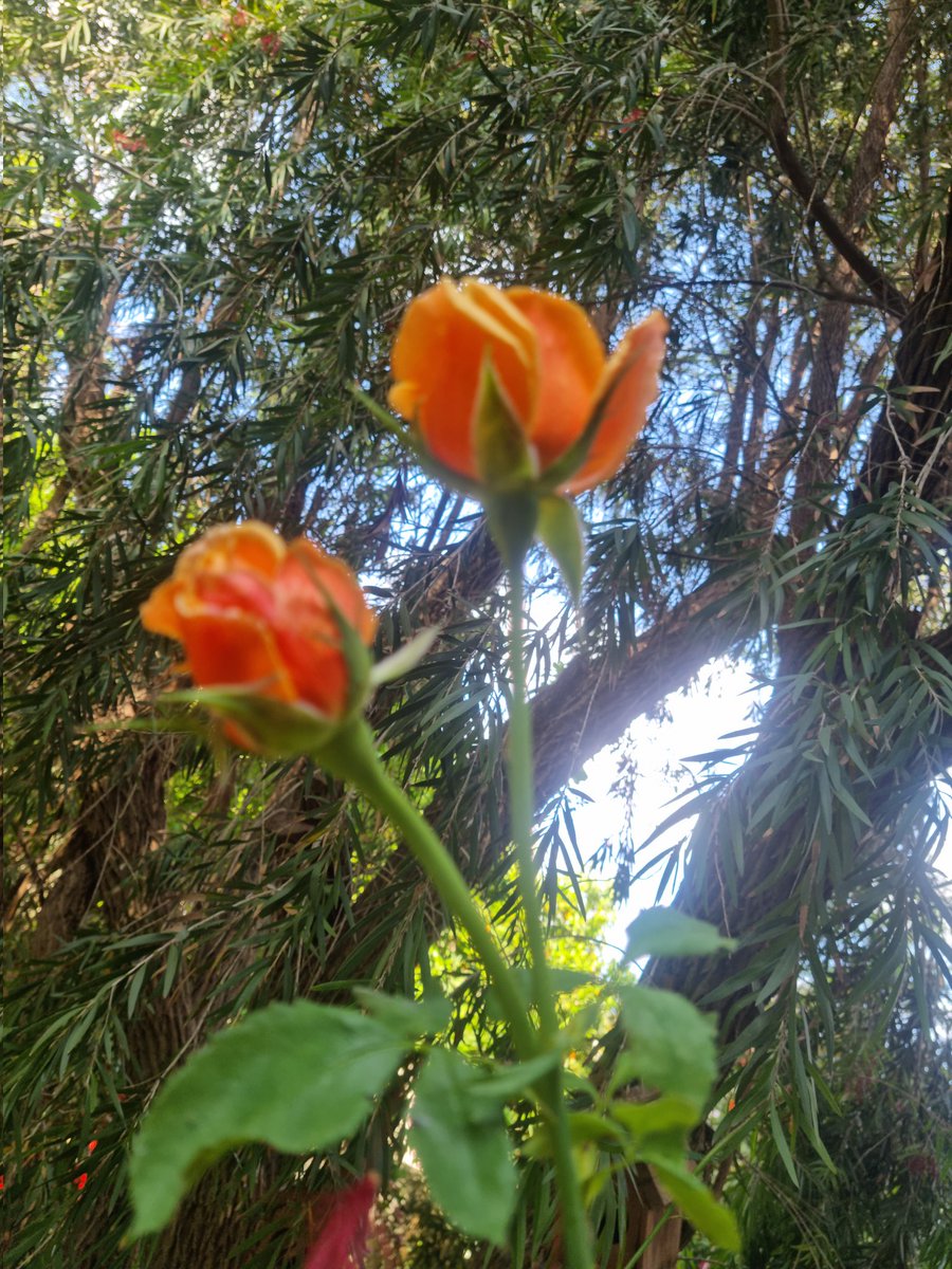 G Ü N A Y D I N
 Herkese
 Hayatı güzelleştiren kalplerdeki sevgi yüklü güzelliklerdir
Mis kokulu bir gün olsun🍃🧡🍃
#FahriyeÖzay