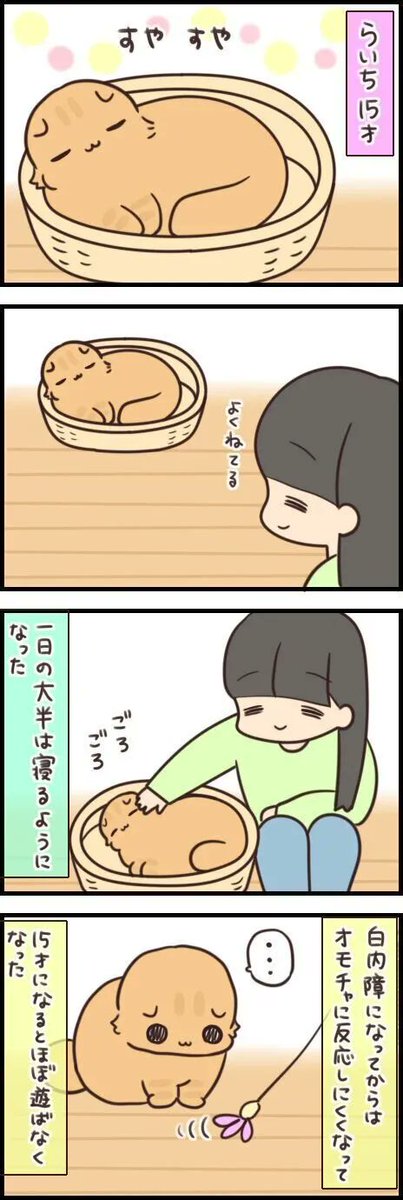 猫ちゃんはいつまでたっても赤ちゃん【連載】もふもふスコたん#279|ねこのきもちWEB MAGAZINE 