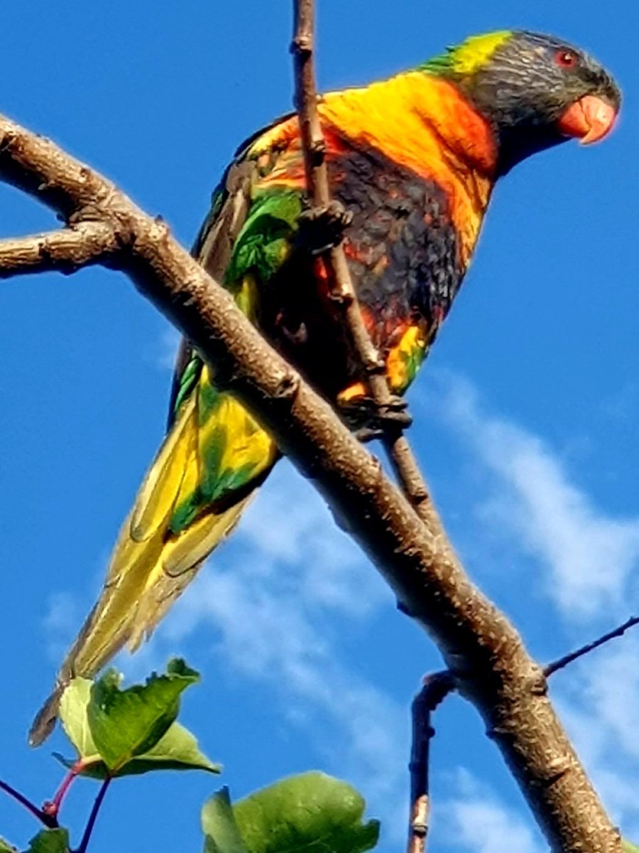 @kdlang 
Happy World Parrot Day from a 👑 and a 🌈!