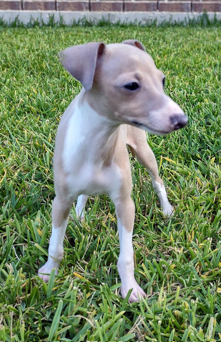 Debit & Credit - The Italian Greyhounds tweet media