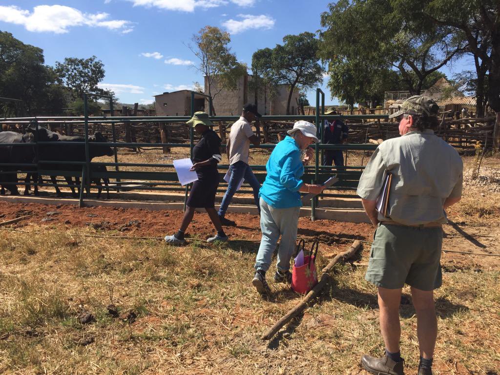 farm215Zviyambe tweet media