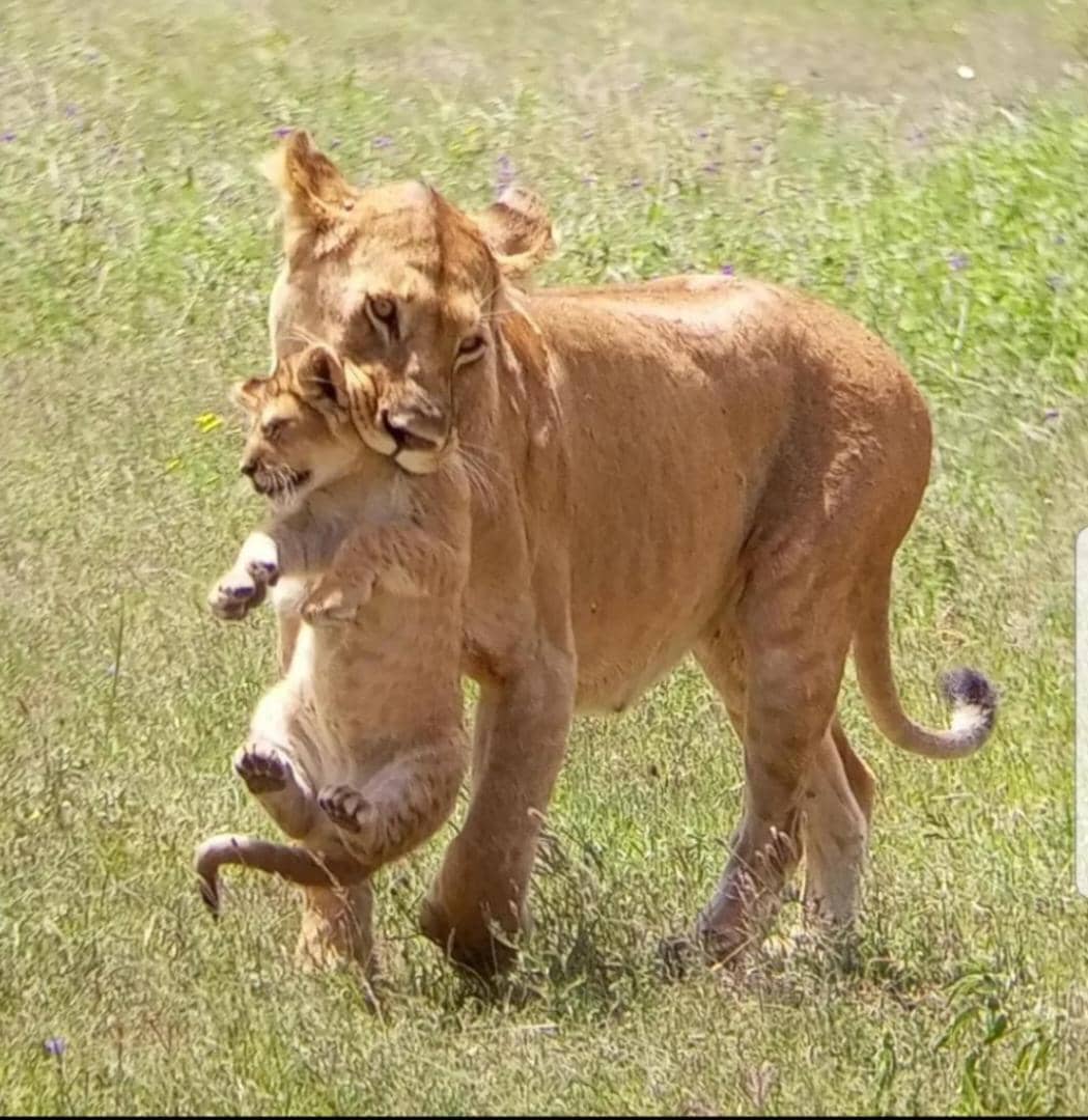 Lioness carrying her cub in her mouth. What a wonderful moment?🥰
.
.
#nobleadventuretzdmc #tanzaniasafari #nature #adventuretravel #safari #naturelovers #instatravel