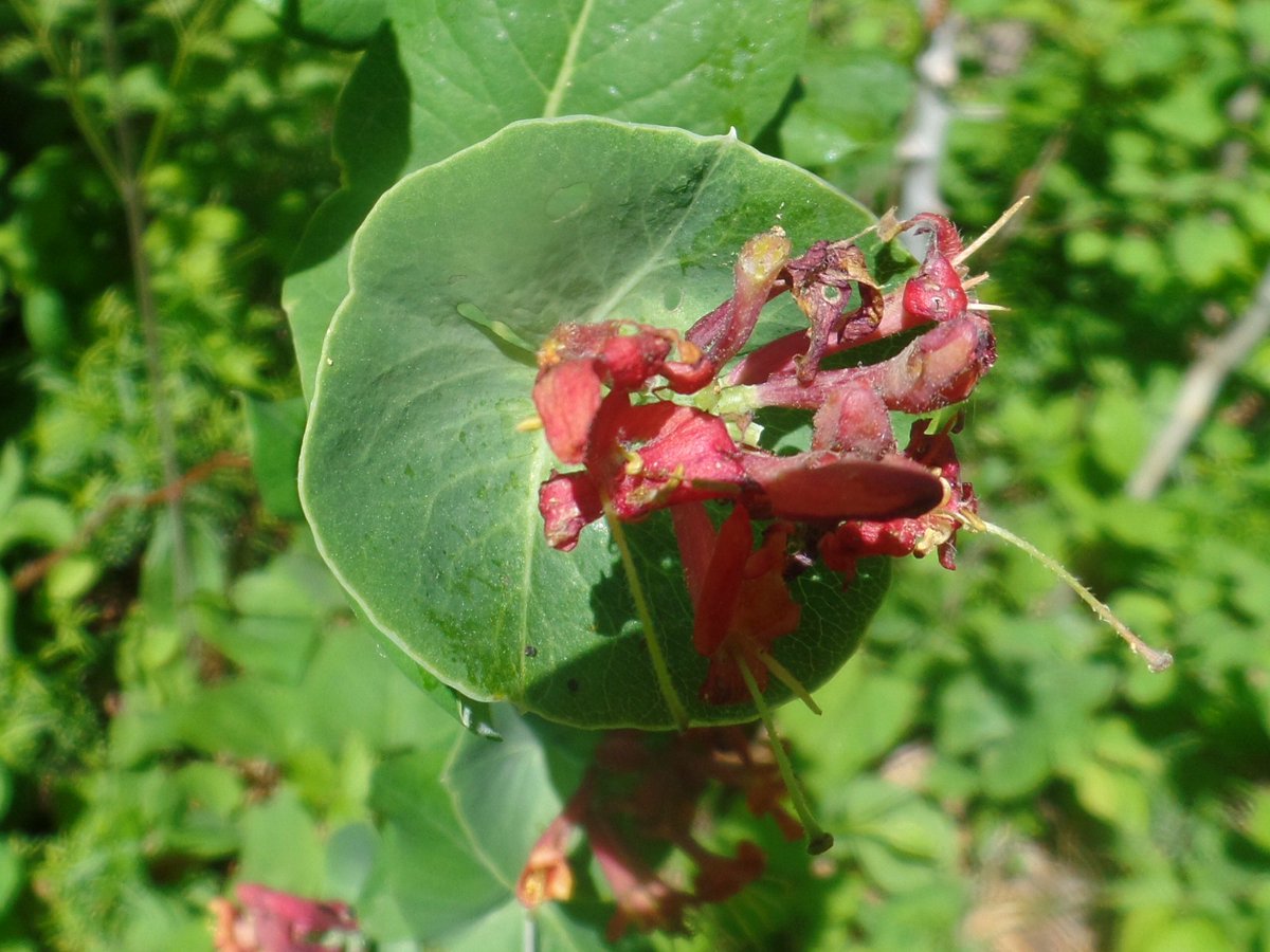 Limber honeysuckle