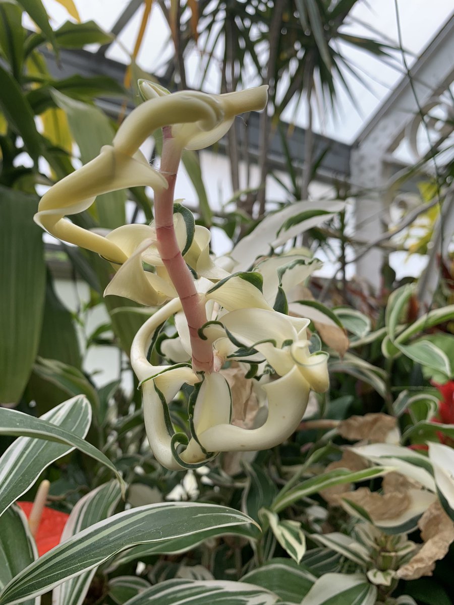 Please help me figure out what this plant is from the @BiltmoreEstate conservatory. It’s driving me crazy