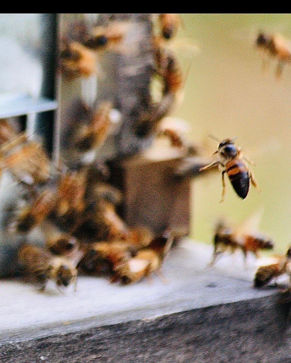 Salt Pond Apiary’s 3rd yr is Here!
#nuc #workerbees  #pollen #beehive #langstroth #apiarylife #honeybees #bees #beekeeping  #backyardbeekeeping #beehives  #apiary #beekeeper #beekeeping101 #honeybee   #honey #beethesolution #savethebees #beginnerbeekeeper #naturephotography