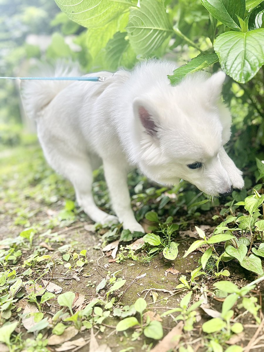 「マックカフェ行ったついでに犬の散歩して来た 写真忘れたけど360円でこのクオリテ」|いくじ🍙のイラスト