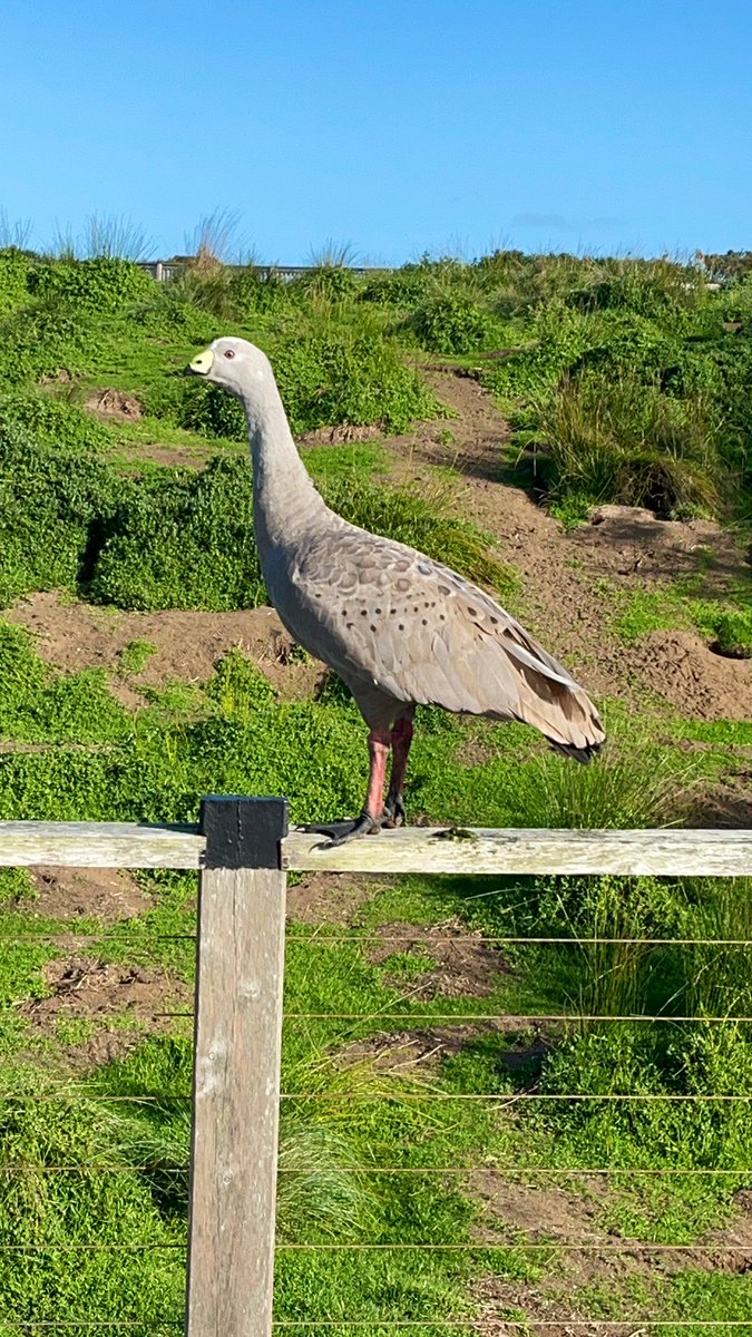 Introducing Goosey Goosington. Guardian of the boardwalk. Protector of his nesting mate below.