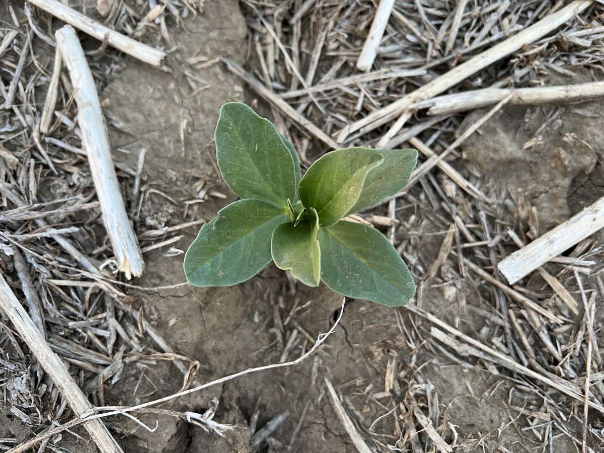 DL Nevado faba bean- snowbird replacement option:
0 tannin &amp; low vicine convicine so perfect for both feed and for food / fractionation markets.
Yields like snowbird, similar size seeds.
#WestCdnAg