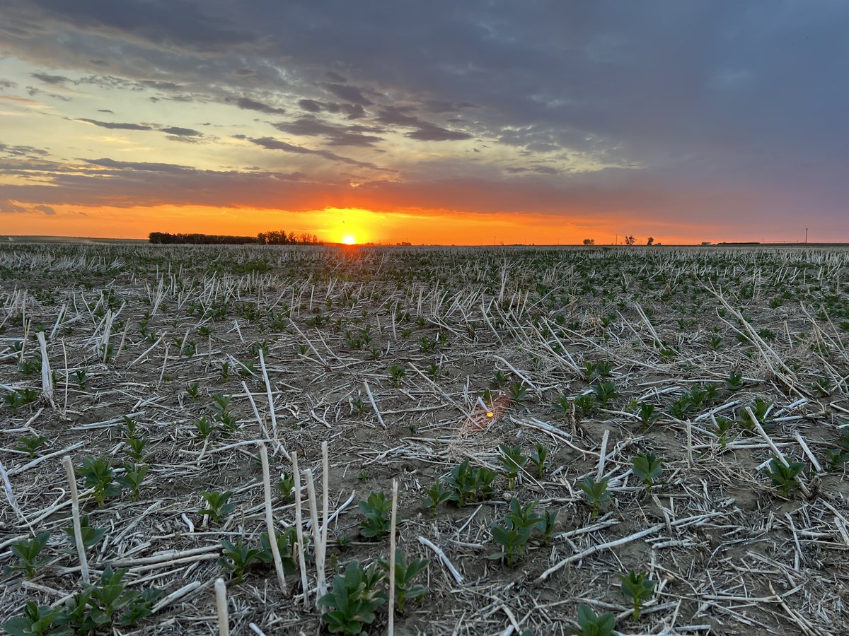 Stamp Seeds 🌱 tweet media