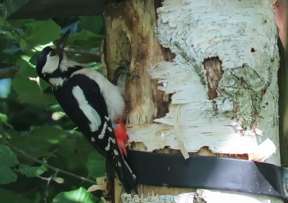 Natuurbelevings's tweet photo. De specht heeft dit huis verbouwd tot zijn droomhuis en woont nu lekker op De Bult.
(Foto's geschoten door Agnes Turk en Aad Hogenboom)
#specht #broedseizoen #DeBult #natuurbelevingstuindebult https://t.co/NDIYeauDqK
