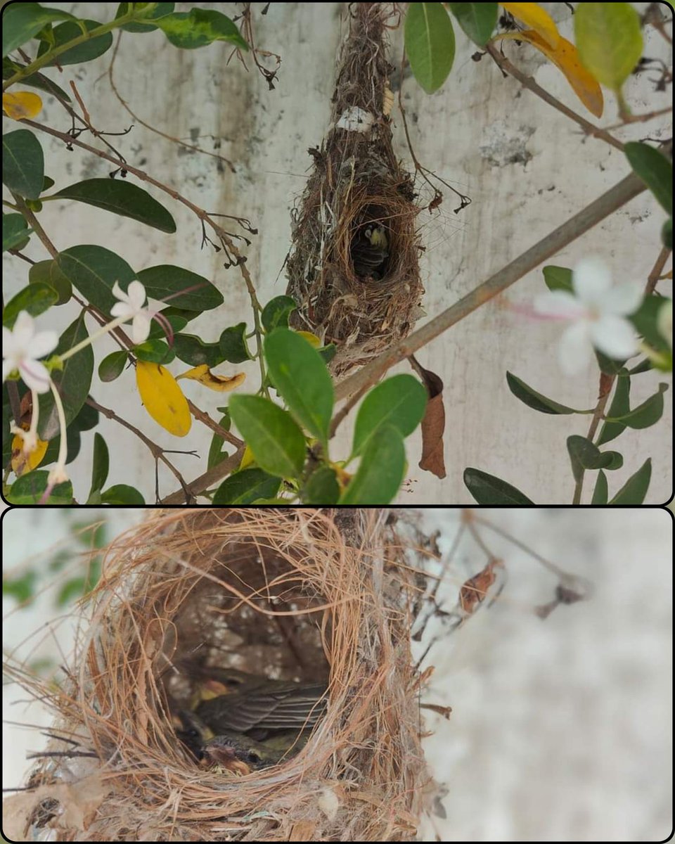 The hard work of our warrior Gurvinder Singh Brar, from Beerh jalalabad is giving results. Birds are continuously nesting in the nests installed by gurvinder. Along with this, birds are also nesting in the trees planted by the society. #savebirds #BirdsSeenIn2023