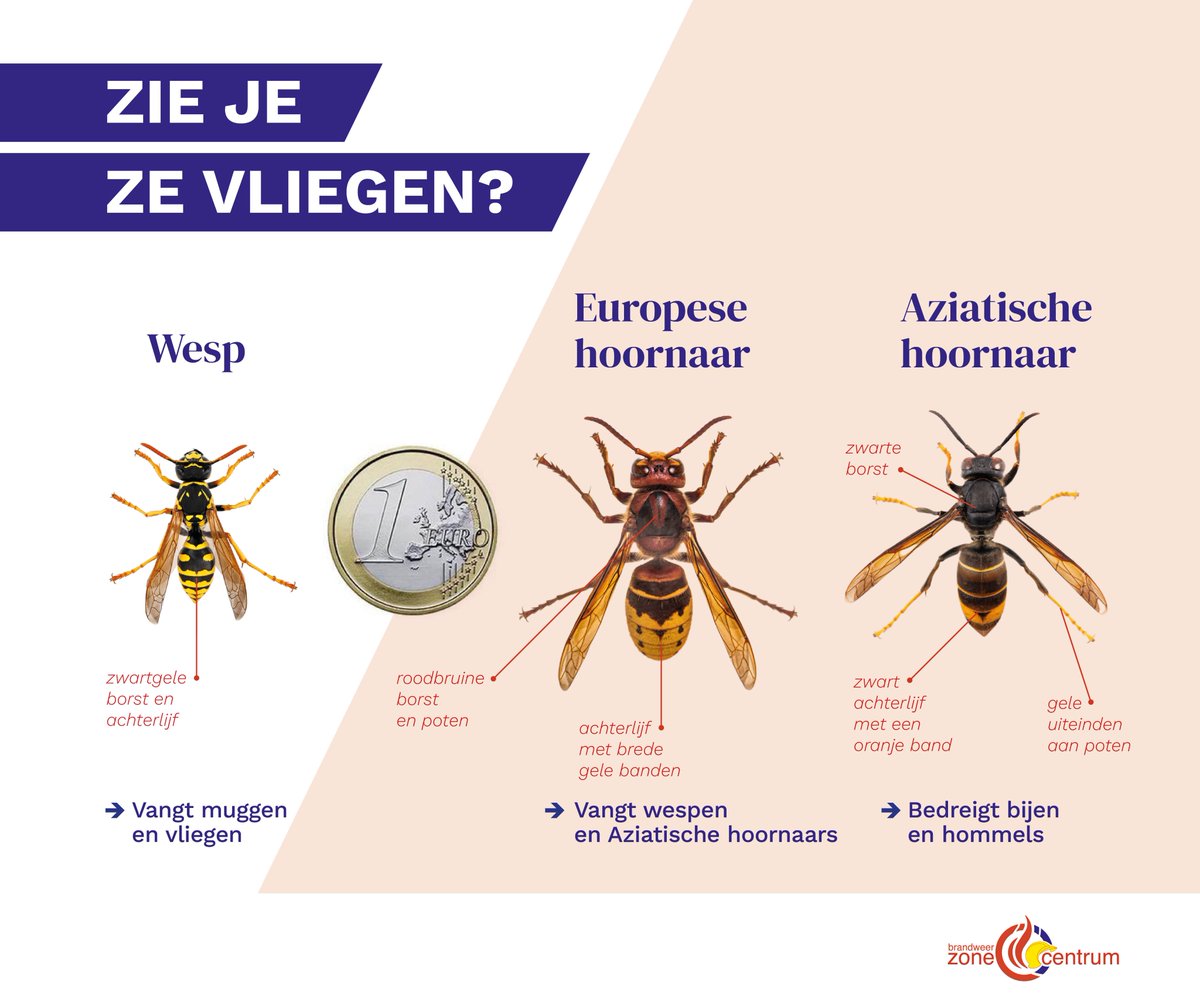 Mensen meppen Europese hoornaars dood omdat ze die verwarren met Aziatische hoornaars. Jammer, want net als wespen zijn het nuttige dieren.
🟢Europese hoornaars zien er gevaarlijk uit, maar ze zijn zo zachtaardig als iets. Ze proberen uit je buurt te blijven en steken niet snel.