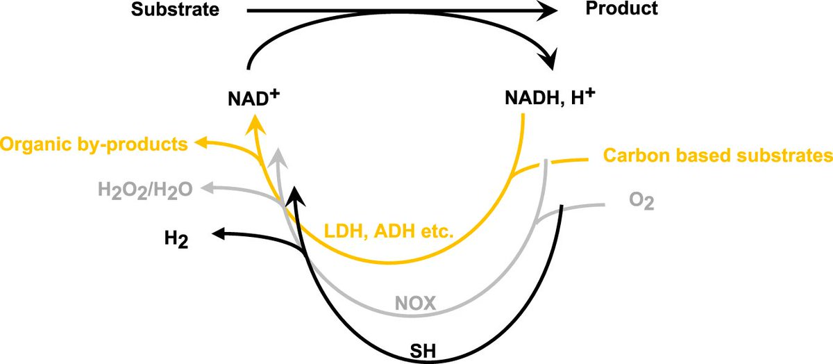 Happy to share the accepted joint @TUM and @RWTH publication about 'Hydrogenase-based oxidative biocatalysis without oxygen' published in Nature Communication. @fuelsciencenter @AmmarShameri #hydrogenase #H2 doi.org/10.1038/s41467…