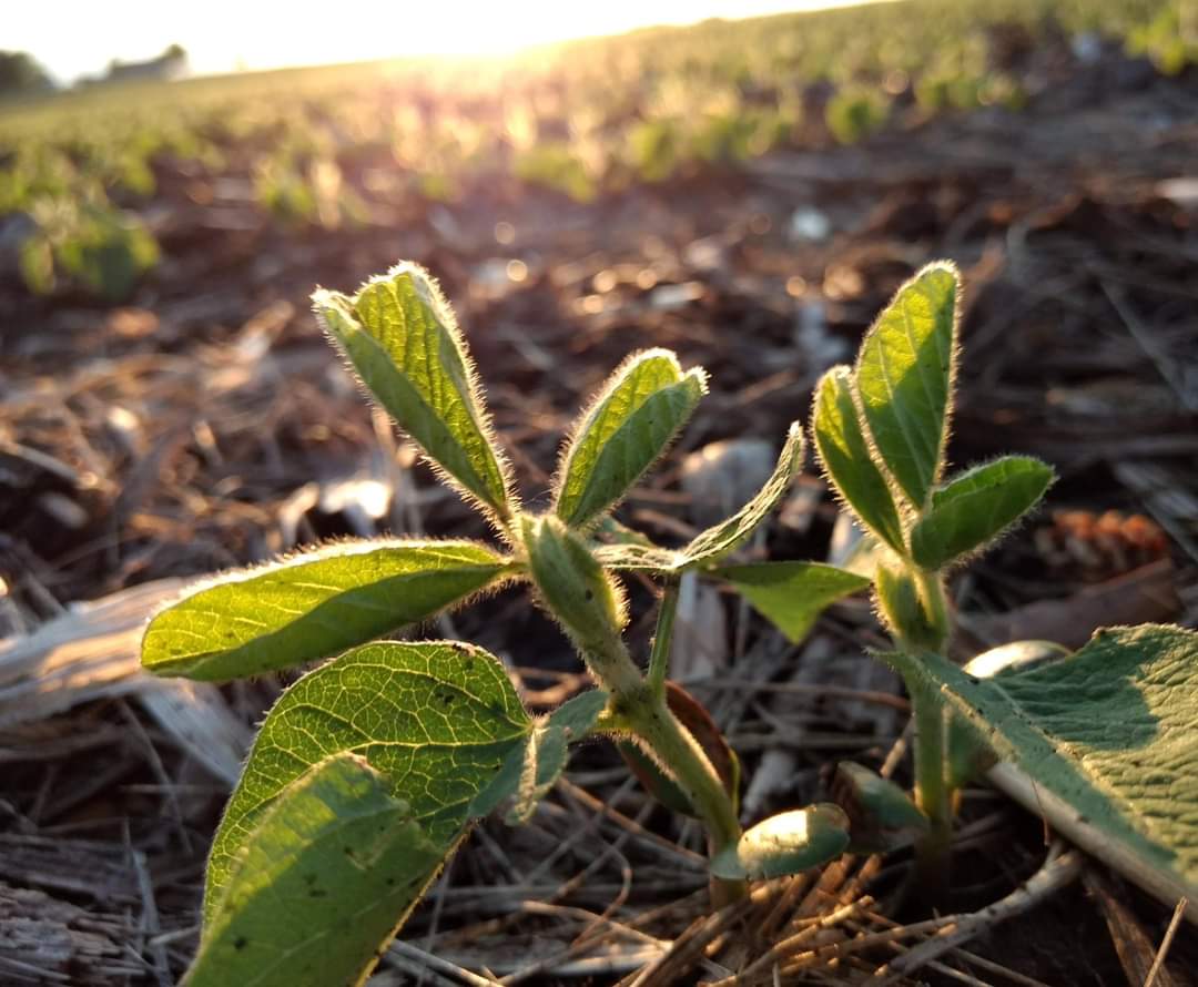 WKevinNelson's tweet photo. Good morning!โ๏ธ
#TodayisaGift #Thursday #June #SpringinIllinois #Sunset #SoybeanSeedlings #EveryDaysaBlessing #ThankfulforToday https://t.co/NmNJ8DApfV