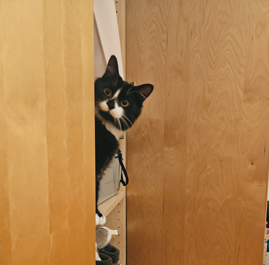 Ermmm... hello? Whatcha doing? Pay me attention. Stop working. Science can wait... I need cuddles! #needy #phdlife #CatsOfTwitter