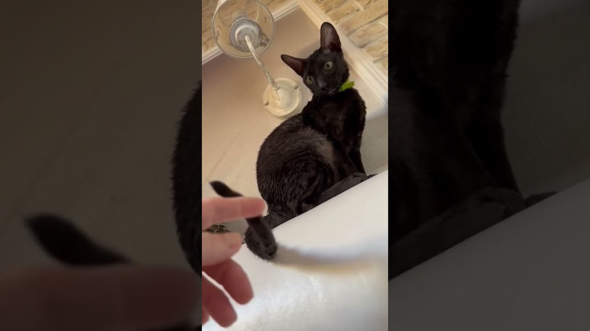 MeowMoeDotCom's tweet photo. Cornish-Rex - сатана а не кошка🐈 ...
https://t.co/hbIAcikGJ1
#AngryCat #BlackCat #CornishRex #CornishRexCat #CornishRexзлаяпорода # https://t.co/jWjHI3M7J1
