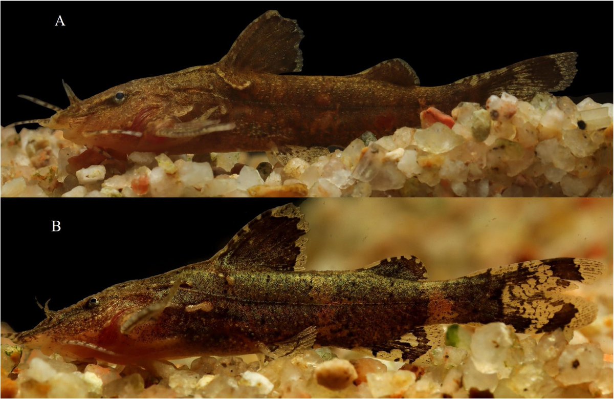 #NewSpeciesAlert - #𝑃𝑠𝑒𝑢𝑑𝑜𝑙𝑎𝑔𝑢𝑣𝑖𝑎 𝑝𝑒𝑟𝑚𝑎𝑟𝑖𝑠, a new #catfish from the #EasternGhats of #India (Teleostei: #Sisoridae). #Sisorid #Catfishes
🔒 bit.ly/3oGW5NX