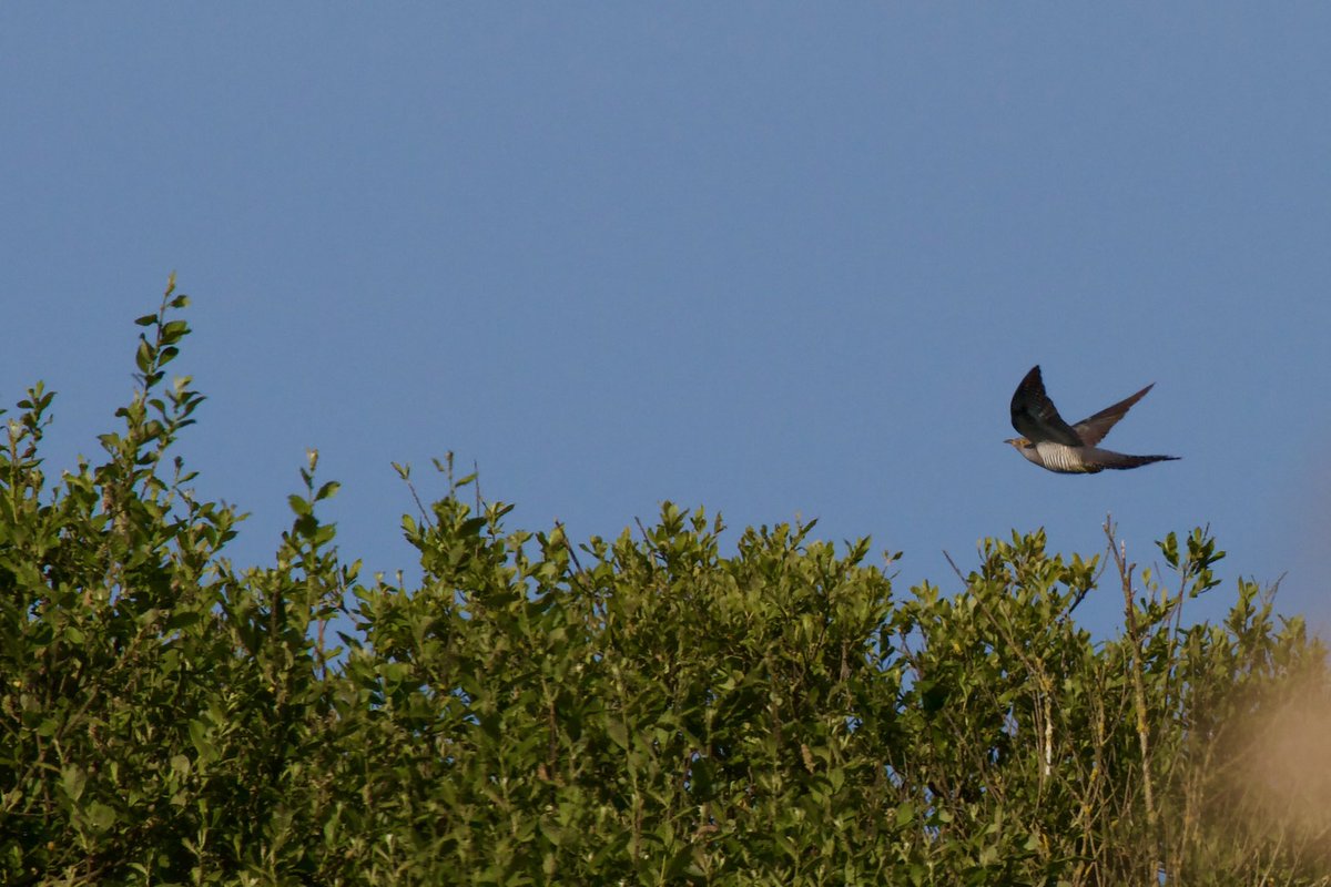 Cuckoo flies by at Cahore marsh in the evening May sunshine. Co, Wexford. #patchbirding
